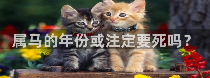 彩虹多多和一定牛那个好