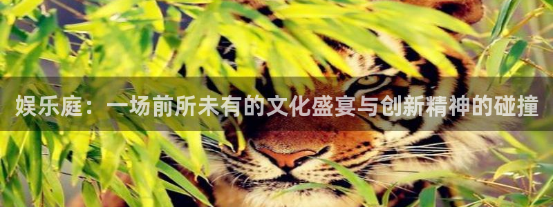 彩虹多多专享版怎么下载：娱乐庭：一场前所未有的文化盛宴与创新精神的碰撞
